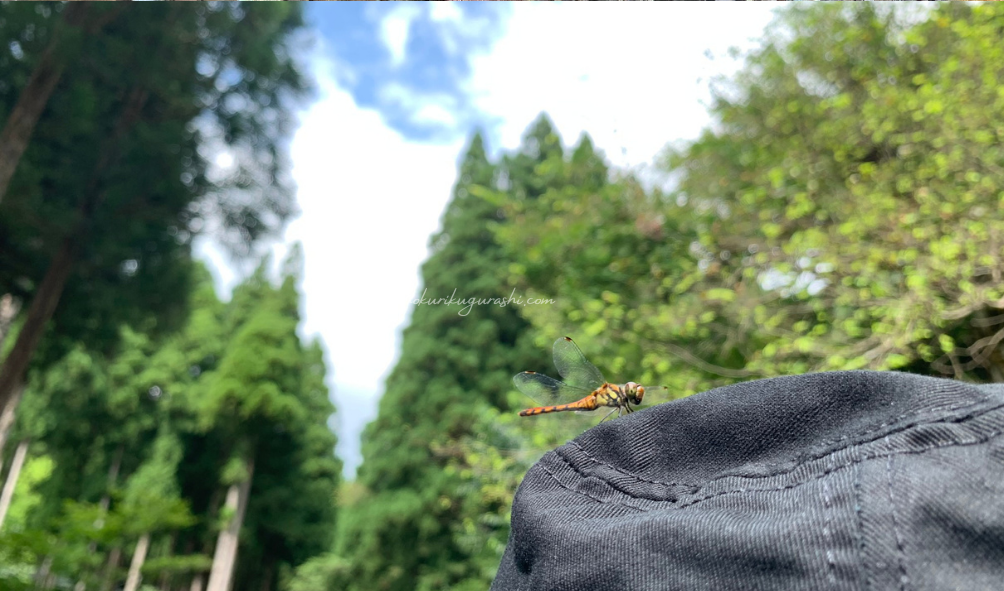 県民の森　自然