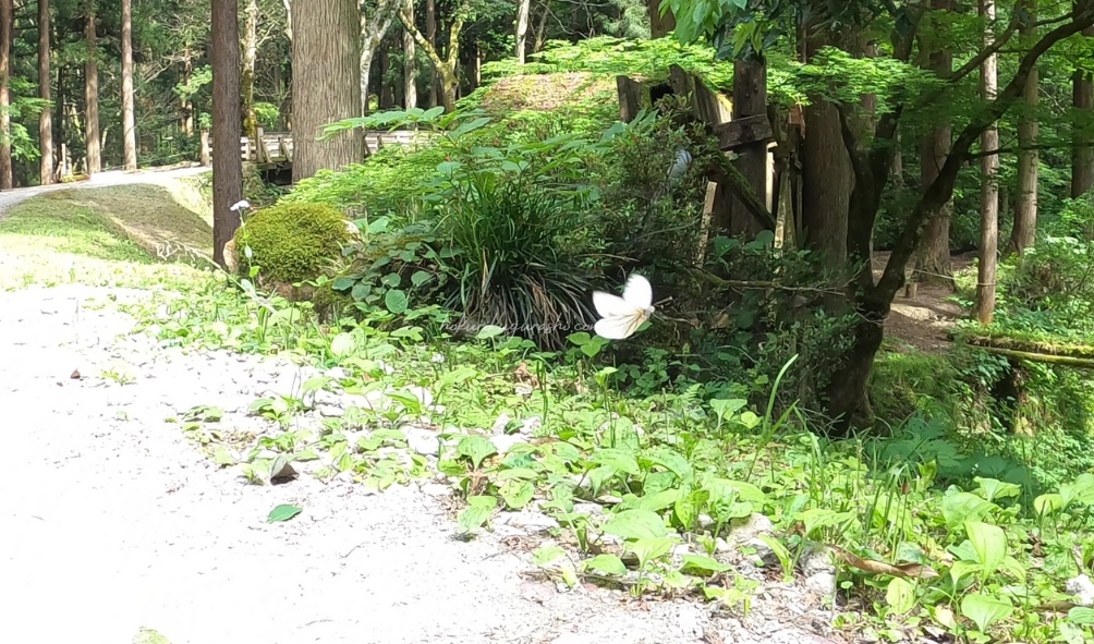 【加賀の穴場スポット】石川県　県民の森